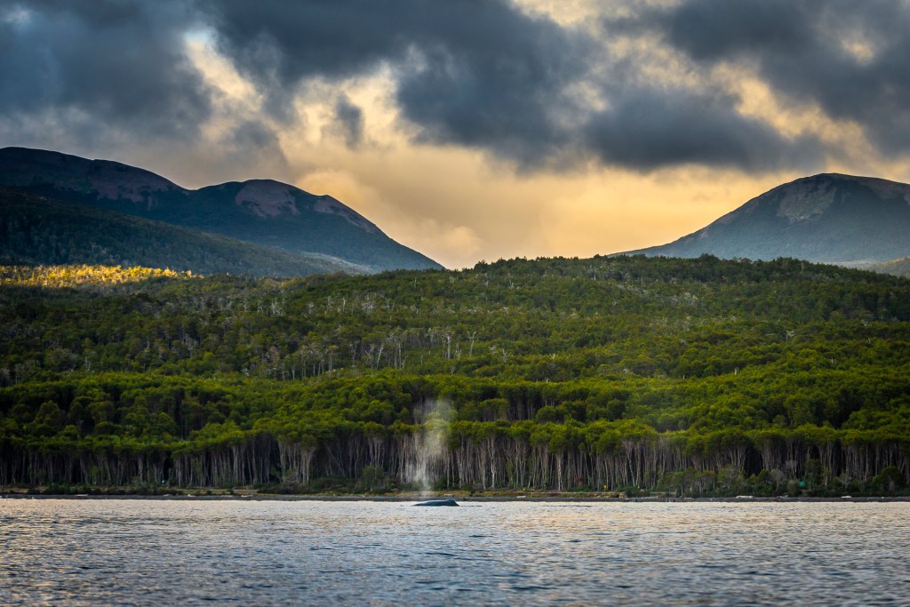 Un nuevo parque nacional en la&nbsp;Patagonia