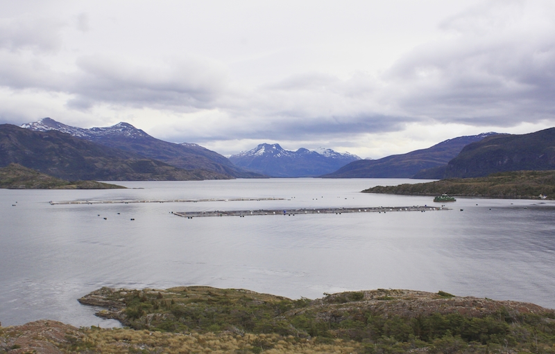 Salmonicultura en Patagonia: representa 100 millones de dólares anuales en concepto de salarios y&nbsp;patentes